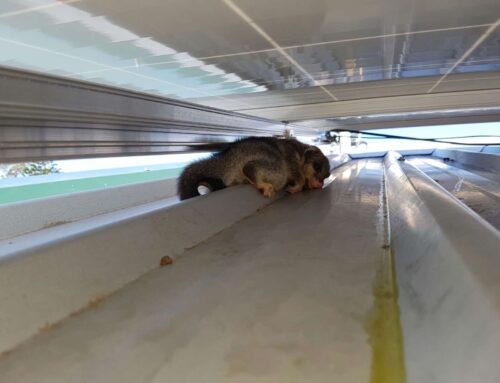 Vermin Control